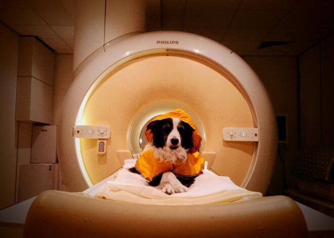 Researchers discover your dog can tell if you’re sad or afraid
